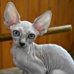 Bonni female Sphinx kitten
