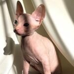 232 Buddy male Sphinx kitten