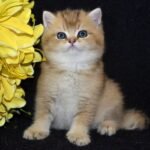 Snuppi British shorthair male kitten
