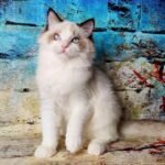 548 Jon Ragdoll male kitten