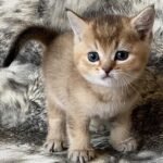 Vatson Scottish straight shorthair male kitten