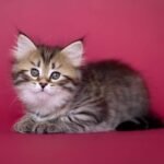 73 Cataleya Siberian female kitten