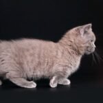 166 Kennedi Munchkin shorthair male kitten
