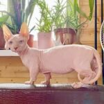 220 Hennesy male Bambino kitten