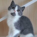 Businka British shorthair female kitten