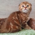 Candy Scottish fold shorthair female kitten
