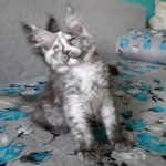 294 Sheila Maine Coon female kitten
