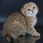 Yanina Scottish fold shorthair female kitten