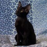 231 Blueberry Peterbald female kitten