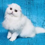 332 Xenia Scottish fold longhair female kitten