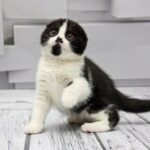 89 Rosi Scottish fold shorthair female kitten