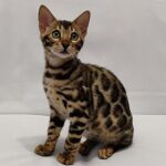 78 Elsa purebred Bengal female kitten