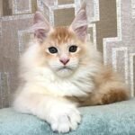 751 XSander Maine Coon male kitten