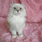 Saveliy Siberian male kitten
