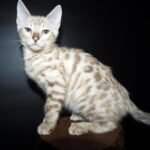 Uolter purebred Bengal male kitten