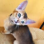 153 Flesh purebred Abyssinian male kitten