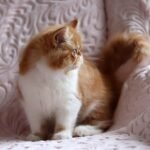123 Bonitta Persian female kitten
