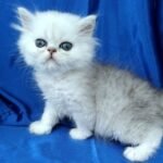 58 Herlem Persian male kitten