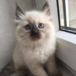 Johnny Depp Siberian male kitten