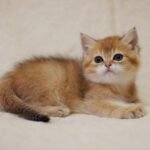197 Ilona British shorthair female kitten