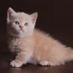 347 Smartik Munchkin male kitten
