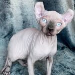 157 Hunter male Elf kitten