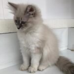 Isabella Siberian female kitten