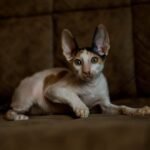 213 Pandora female kitten Cornish Rex