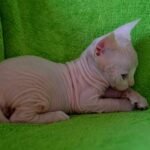 134 Ostin Powers male Sphinx kitten