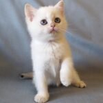 Mickey Mouse British shorthair male kitten