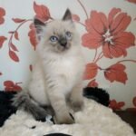 Vasilisk Siberian male kitten