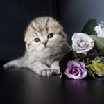 Bonny Scottish fold shorthair female kitten