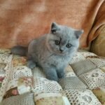 345 Topson British shorthair male kitten