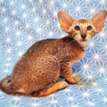 428 Svityaz Oriental male kitten