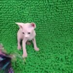 360 Michelle female Sphinx kitten