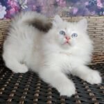 96 Gosha Ragdoll male kitten