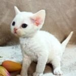 526 Diana female kitten Devon Rex