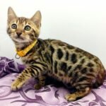 38 Tomas purebred Bengal male kitten