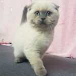 633 Lolita Scottish fold shorthair female kitten