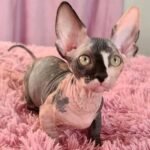 346 Julia female Bambino kitten