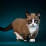 409 Kumir Munchkin male kitten