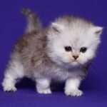 122 Cristopher Persian male kitten