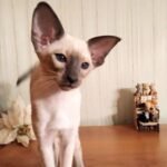 182 Bonita Oriental female kitten
