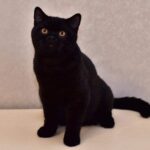 111 Ikar British shorthair male kitten