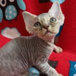Lilu female kitten Devon Rex