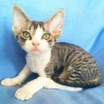 Pokemon male kitten Devon Rex