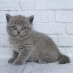 321 Happiness British shorthair female kitten