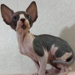453 Lucky male Sphinx kitten