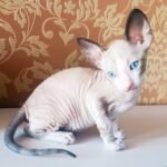 205 Maserati male kitten Cornish Rex