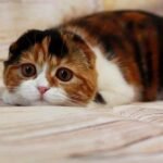 Alice Scottish fold shorthair female kitten